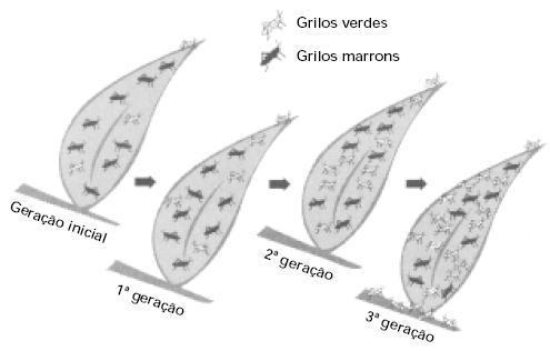 Princípio de Hardy-Weinberg Esse princípio permite verificar se uma espécie está ou não em equilíbrio gênico, verificando os fatores evolutivos que possivelmente estão atuando em determinada