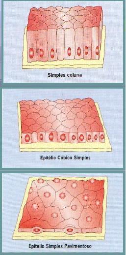 Células epiteliais Morfologia: pavimentosas, cúbicas e cilíndricas.