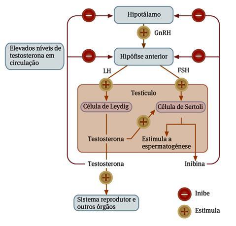 Regulação hormonal no homem O aumento da concentração de testosterona inibe a síntese de GnRH, que no final provocará a diminuição da
