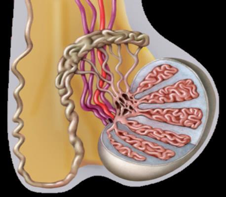 Túnica albugínea Vesícula seminal