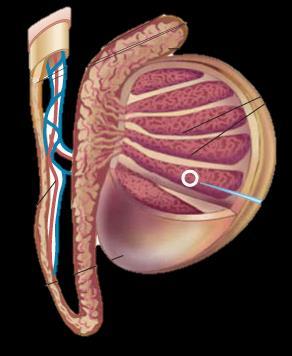 Artérias e Veias Testículo