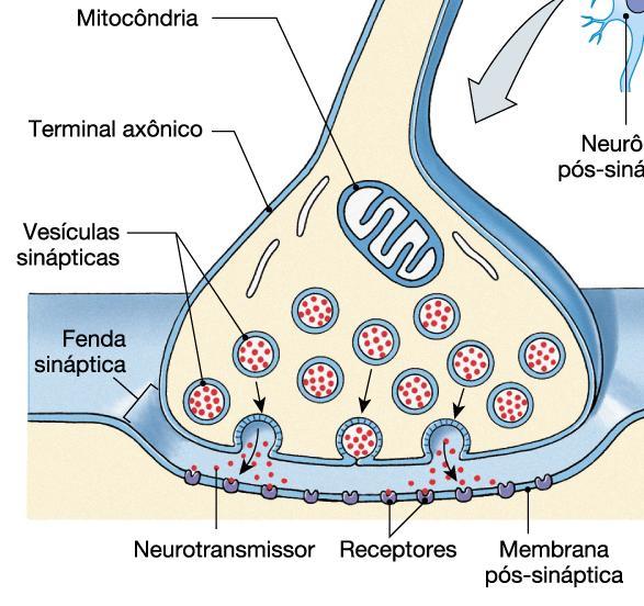 TRANSMISSÃO SINÁPTICA QUÍMICA Sinal elétrico da célula présináptica é convertido em sinal químico Utilizam neurotransmissores
