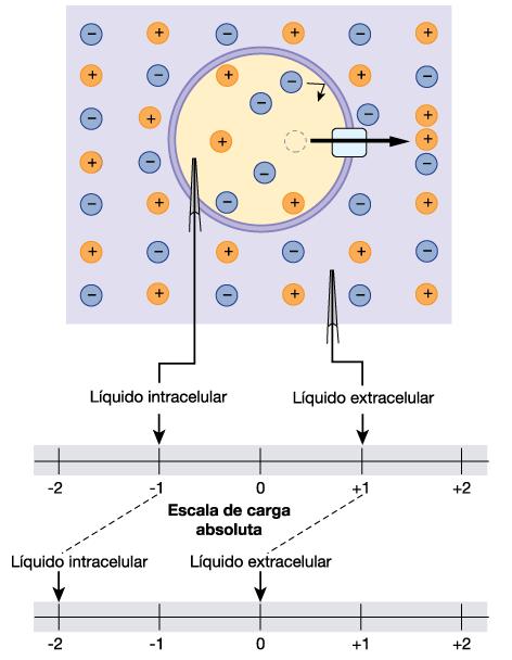 elétrico existente entre os líquidos extra e intracelular