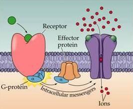 Receptores Metabotrópicos Outro tipo de receptor é o metabotrópico.