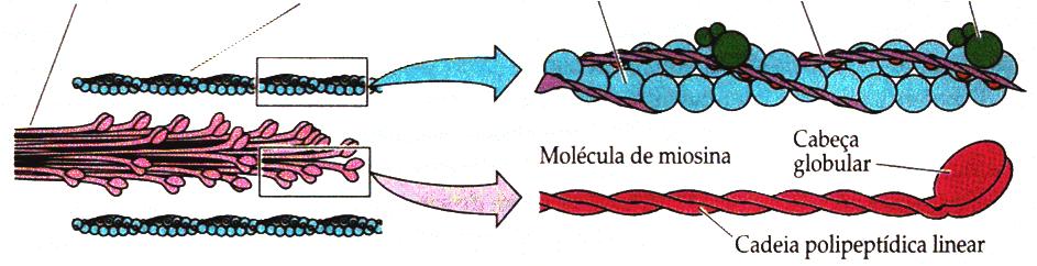 Contração do Músculo Esquelético Na miofibrila os filamentos de actina e miosina sobrepõem-se.