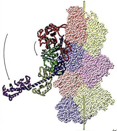 Contração do Músculo Esquelético A análise do modelo do complexo actinamiosina (Rayment & Holden, 1994) revela as bases moleculares da contração muscular.