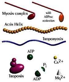 ATP Ca 2+ Troponina ADP Mg 2+ Animação GIF disponível em: < http://www.