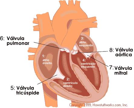 Contração do Músculo Cardíaco O coração funciona como uma bomba, com capacidade de bombear 5 litros de sangue por minuto.