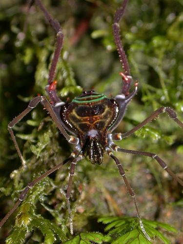 Ordem Opiliones Não há constrição entre prossomo e abdome; Abdome segmentado.