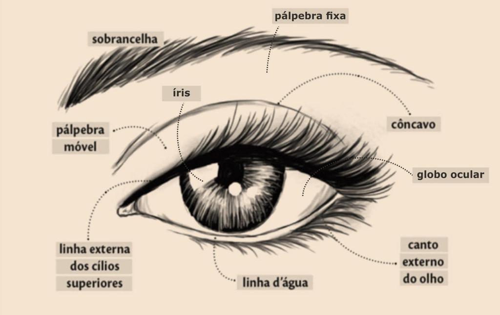Para o entendimento da expressão do olhar nós podemos dividir as regiões do olho de acordo com a figura abaixo: Figura 2 - Regiões do Olho 1. Pálpebra móvel 2. Pálpebra fixa 3. Côncavo 4.