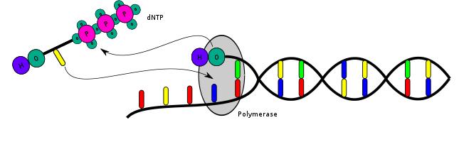 O sequenciamento: polimerase incorpora um