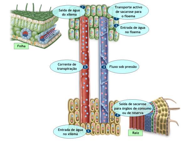 Transporte seiva elaborada Hipótese do fluxo de massa: 1- sacarose é bombeada ativamente para dentro do floema; 2- pressão osmótica aumenta; 3- água entra por osmose (captada do xilema) e aumenta a