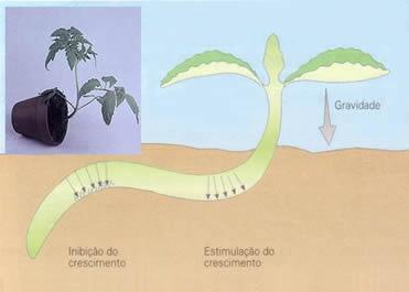 Gravitropismo ou geotropismo Auxina se desloca para o lado menos iluminado, provocando o crescimento do caule para cima (gravitropismo negativo) e o crescimento da raíz para baixo (gravitropismo