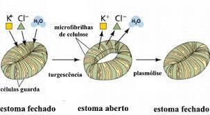 Mecanismos celulares envolvidos nos movimentos estomáticos Quando há disponibilidade de luz, baixa concentração de CO2 e disponibilidade de água, íons K+ são bombeados para dentro das célulasguarda.