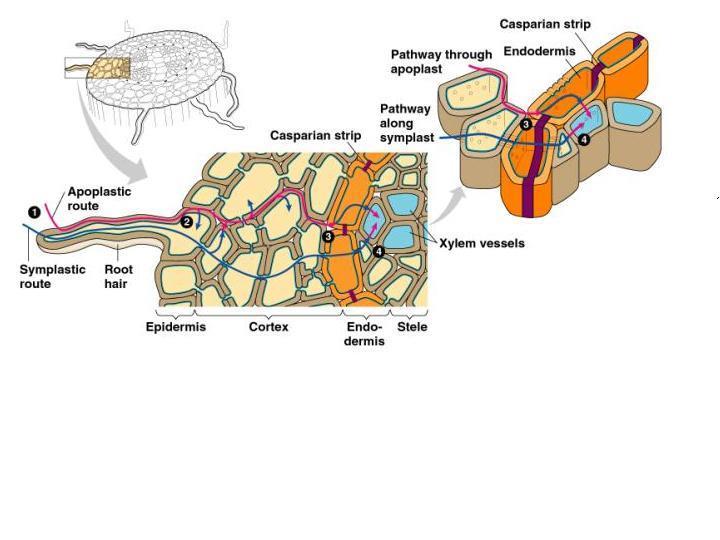ABSORÇÃO RADICULAR DE ÁGUA a) Apoplasto (pela parede celular) b) Simplasto (pelo citoplasma)