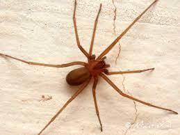 Três gêneros de aranhas consideradas de importância médica no Brasil: 1. Aranha-marrom (Loxosceles) - Não é agressiva, pica geralmente quando comprimida contra o corpo.