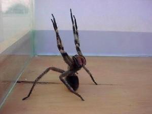 2. Aranha armadeira ou macaca (Phoneutria) - Bastante agressiva, assume posição de defesa saltando até 40 cm de distância. O corpo pode atingir 4 cm, com 15 cm de envergadura.