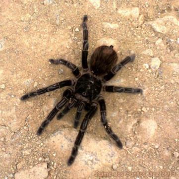 Caranguejeiras (Infraordem Mygalomorphae) - As aranhas caranguejeiras, embora grandes e frequentemente encontradas em residências, não causam acidentes considerados graves.