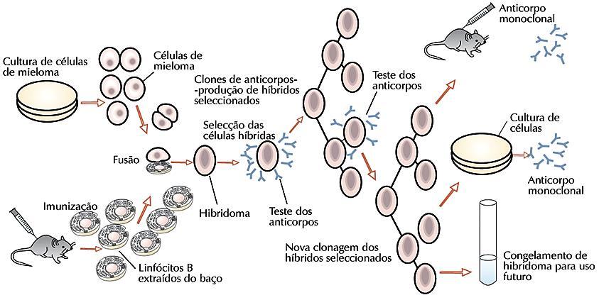 1 Células de mieloma (cancro) possuem a capacidade de se multiplicarem indefinidamente em culturas laboratoriais.