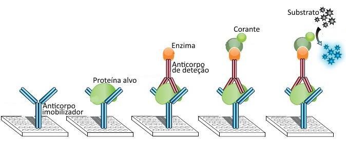 Aplicações dos anticorpos monoclonais ELISA Enzyme-linked Immunosorbent Assay (ELISA) é utilizado principalmente para detetar e quantificar anticorpos, proteínas, péptidos, hormonas numa amostra.