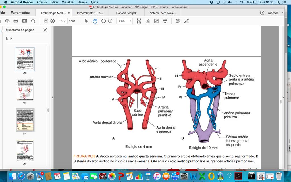 Aorta Dorsal Porções caudais se fundem formando uma única aorta