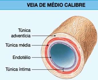 Túnica média delg. c/ poucas ff.