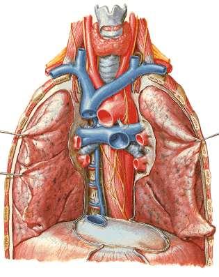 Parte ASCENDENTE curto trajeto ARCO DA AORTA para trás e para a E, circundando o pedículo do pulmão E.