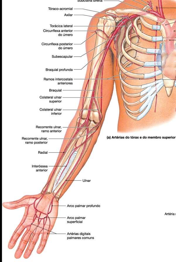 Artéria axilar Artéria circunflexa anterior e posterior
