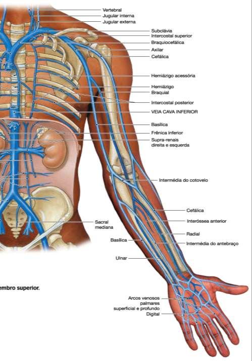 Retorno Venoso do M. Superior V. digitais palmares arco venoso palmar superficial V.cefálica V.intermédia do antebraço V.