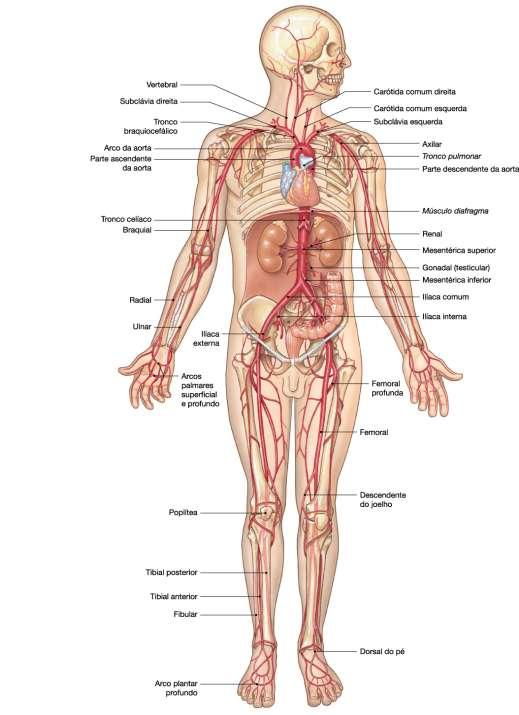 ANASTOMOSES Diversas : Favorecem a distribuição sanguínea ( An.