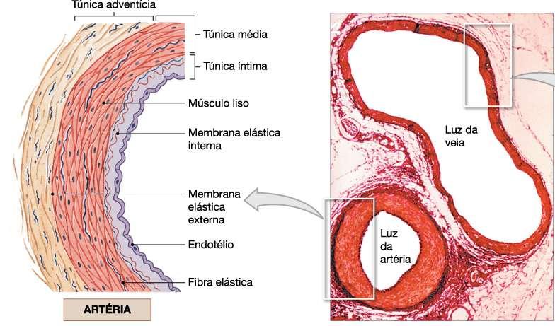 Artérias TUBOS CILíNDRICOS TOPOGRAFIA ELASTICIDADE ESTRUTURA -Túnica Interna -Túnica Média - m.liso e tecido elástico (aa.