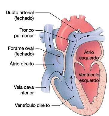 Quando a criança respira p/ primeira vez, os pulmões e vasos pulmonares se expandem A ML do ducto arterial se contrai, isolando o TP da aorta, e assim o sg passa a