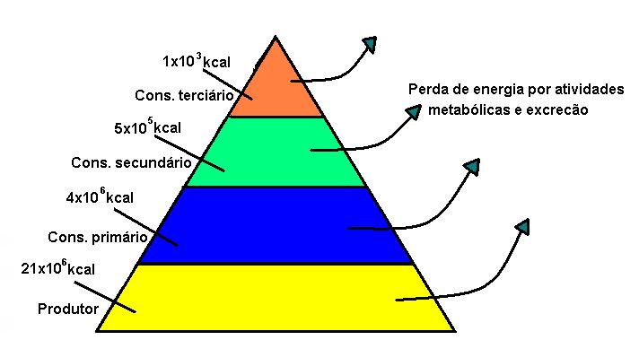 Pirâmide de Energia Estima-se que apenas cerca de 10% da energia
