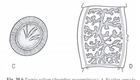 cellulosae), a larva da Taenia solium.