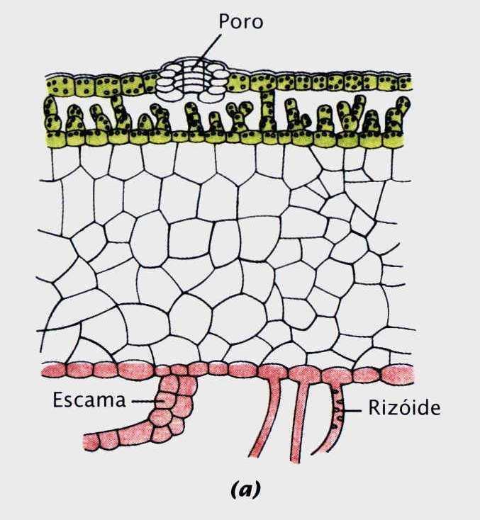 Marchantia sp