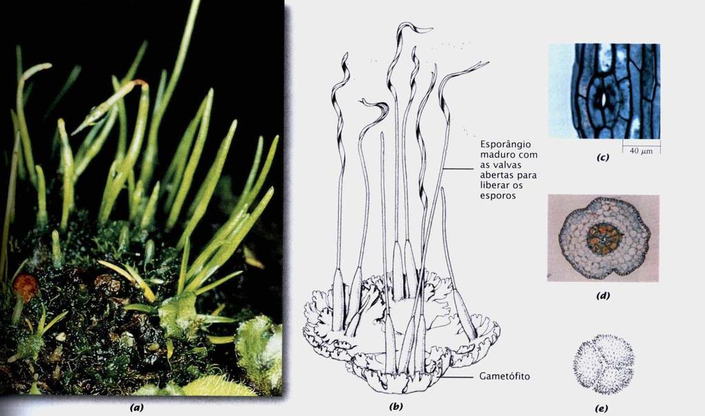 Anthocerotophyta: talosas Gametófito em forma da roseta, 1 a 2 cm de diâmetro, células com 1 cloroplasto