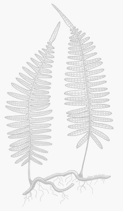 MICROFILOS Pteridófitas : Folhas pequenas, com um único feixe vascular (tecidos