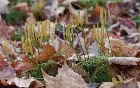 MEGAFILOS Folhas maiores, com sistema complexo de nervuras (feixes vasculares)