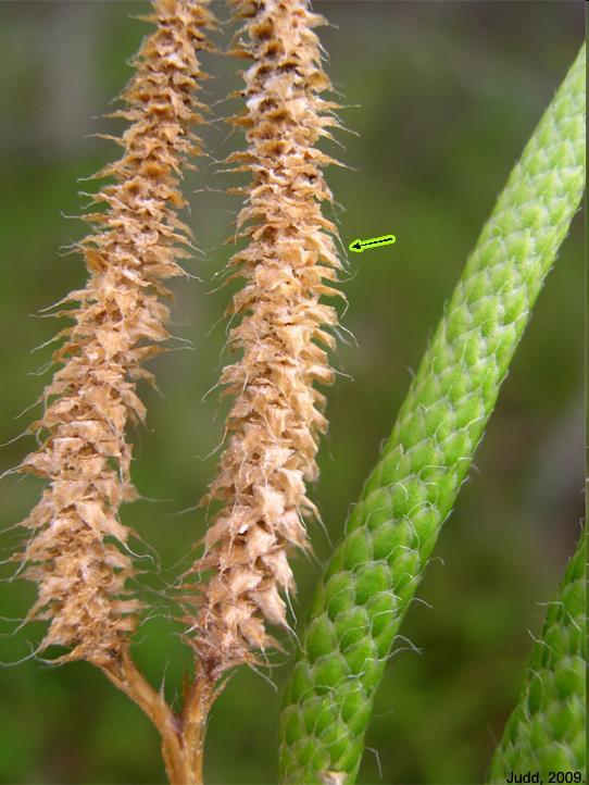 Filo Lycopodiophyta (10 a 15 gêneros) Formaram extensas florestas (árvores até 40m)(Carbonífero).