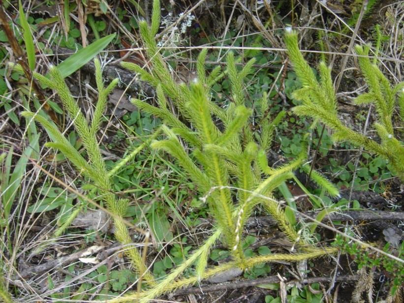 Esporófito ramificado de forma dicotômica (caule e raiz); Presença de microfilos de disposição espiralada (opostos ou