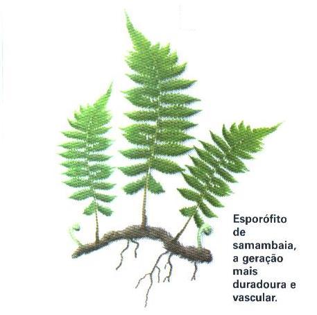 GAMETÓFITO - fase passageira - prótalo: clorofilado, pequeno - portador de anterídios (gametângio ) e arquegônios (gametângio ) em um mesmo