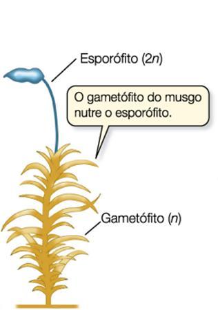 Modelo para briófitas : musgos Esporófito: passageira, dependente,