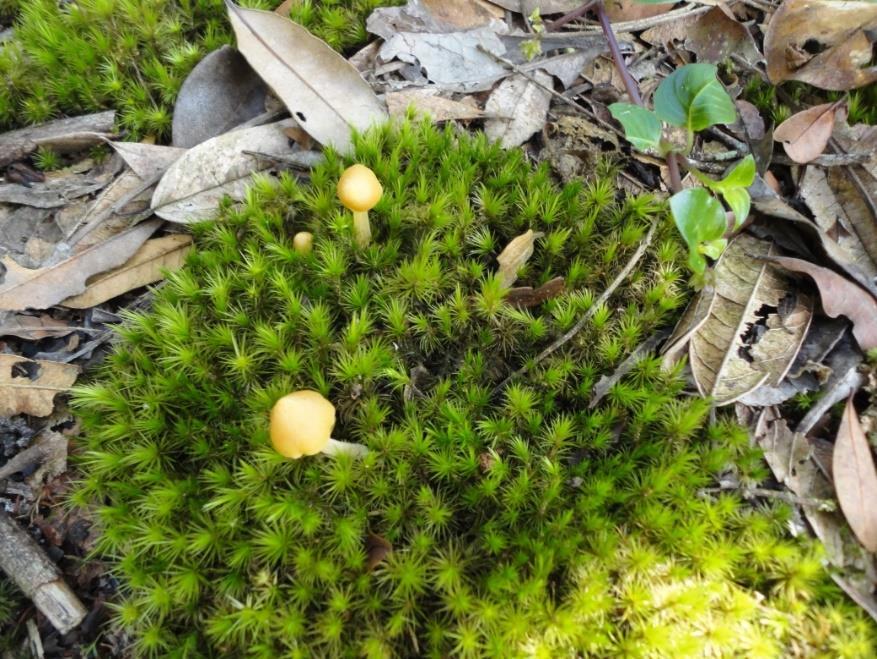 dispostos em um único plano todas