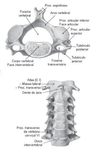 Os discos intervertebrais têm por função ligar uma vértebra a outra, permitindo a sua mobilidade e atuando como um colchão de água ao se deslocarem em