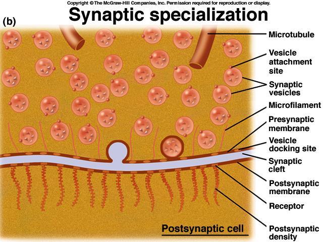 Sinápse Química Na membrana do terminal pré-sináptico existem os sítios de liberação de neurotransmissores, região chamada zona ativa.