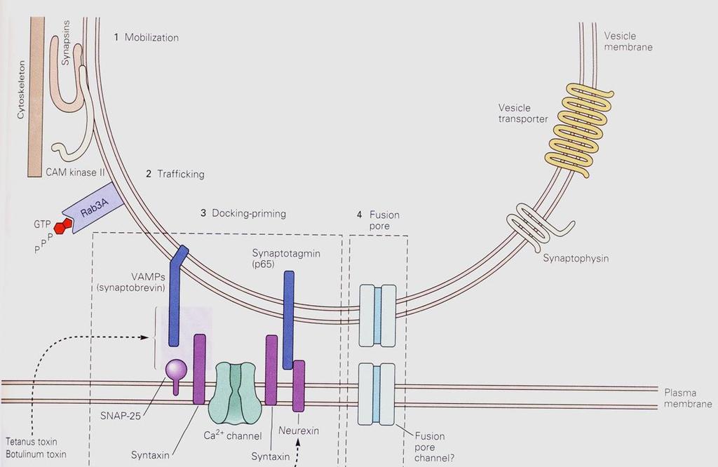 Proteínas envolvidas na liberação do Neurotransmissor a) sinapsinas: proteínas associadas `a vesicula; mediam interações entre a vesícula e