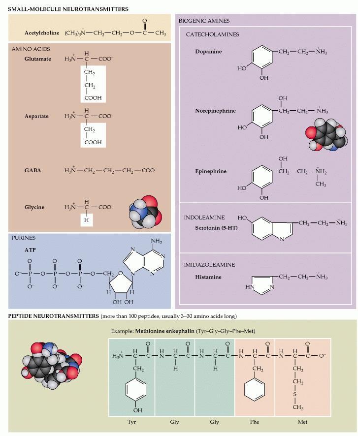 Neurotransmissores Moléculas pequenas: a) aminoácidos: glutamato, aspartato, glicina e GABA); b) aminas: acetilcolina, dopamina, epinefrina, histamina, noradrenalina e serotonina.