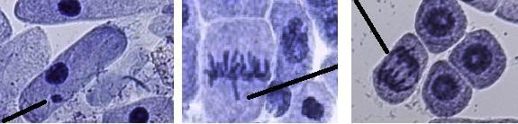 A B C Figura 1. (A) Presença de micronúcleo em células de raiz de A. cepa tratada com a dose de 240 kg.