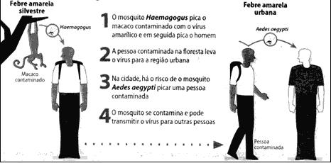 Febre Amarela - Ciclos Vírus mantido na natureza - Ciclo silvestre macaco mosquito macaco - Ciclo urbano homem mosquito homem