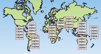 global dos sorotipos de vírus dengue, 2004 DENGUE HOJE representa a virose de